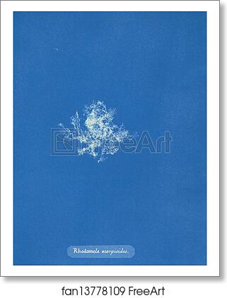 Free art print of Rhodomela scorpioides by Anna Atkins Free art print of Rhodomela scorpioides by Anna Atkins