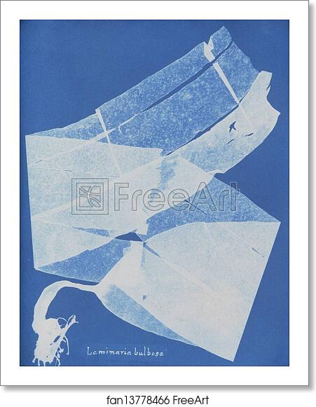 Free art print of Laminaria bulbosa by Anna Atkins