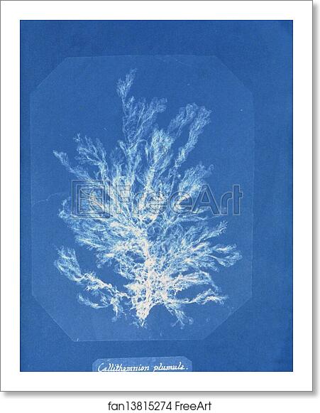 Free art print of Callithamnion plumula by Anna Atkins