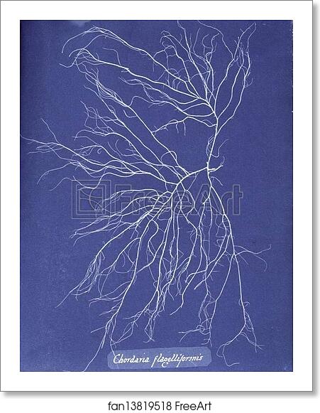 Free art print of Chordaria flagelliformis by Anna Atkins