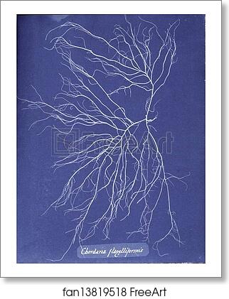 Free art print of Chordaria flagelliformis by Anna Atkins Free art print of Chordaria flagelliformis by Anna Atkins