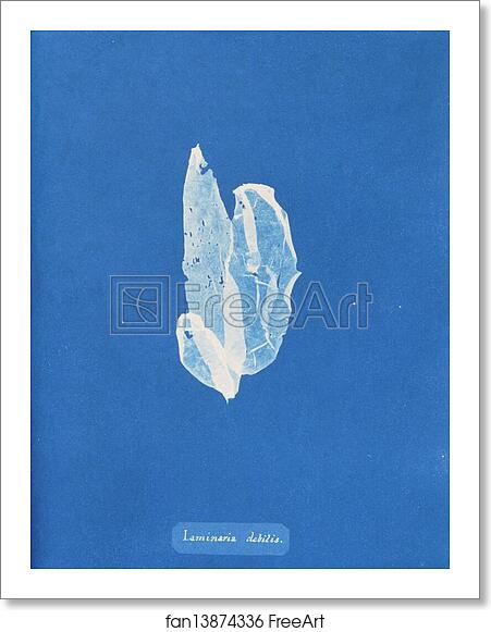Free art print of Laminaria debilis by Anna Atkins Free art print of Laminaria debilis by Anna Atkins