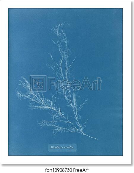 Free art print of Dichloria viridis by Anna Atkins Free art print of Dichloria viridis by Anna Atkins