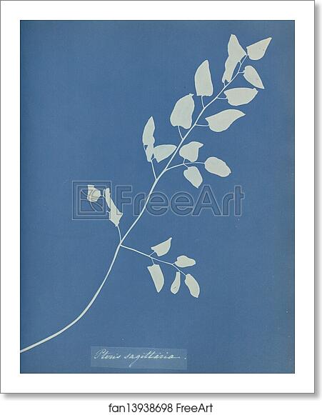 Free art print of Pteris sagittaria by Anna Atkins Free art print of Pteris sagittaria by Anna Atkins