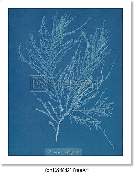 Free art print of Desmarestia liqulata by Anna Atkins Free art print of Desmarestia liqulata by Anna Atkins