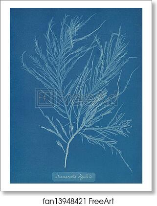 Free art print of Desmarestia liqulata by Anna Atkins Free art print of Desmarestia liqulata by Anna Atkins