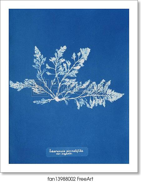 Free art print of Laurencia pinnatifida var. angusta by Anna Atkins