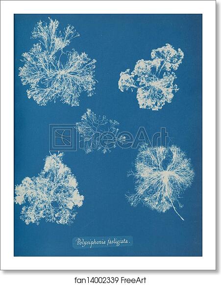 Free art print of Polysiphonia fastigiata by Anna Atkins Free art print of Polysiphonia fastigiata by Anna Atkins