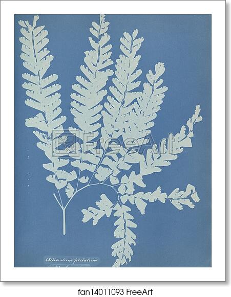 Free art print of Adiantum pedatum, N. America by Anna Atkins