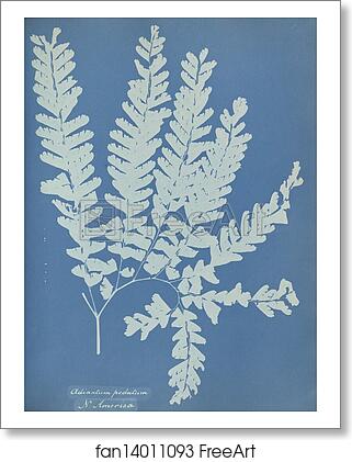 Free art print of Adiantum pedatum, N. America by Anna Atkins Free art print of Adiantum pedatum, N. America by Anna Atkins