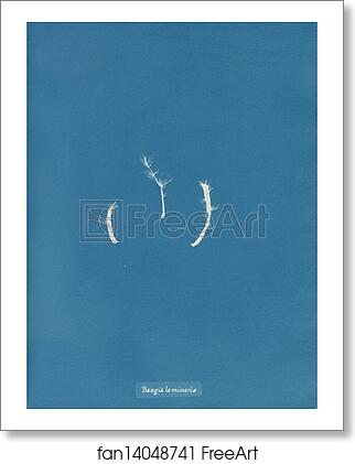 Free art print of Bangia laminariae by Anna Atkins Free art print of Bangia laminariae by Anna Atkins