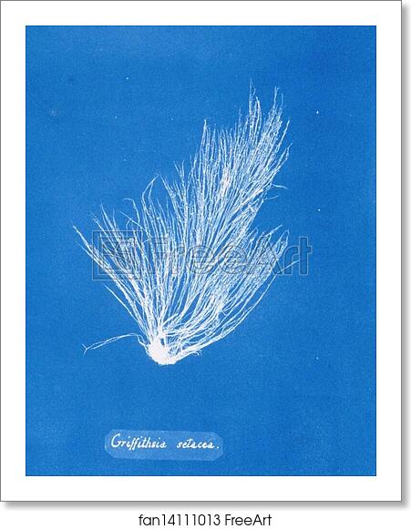 Free art print of Griffithsia setacea by Anna Atkins