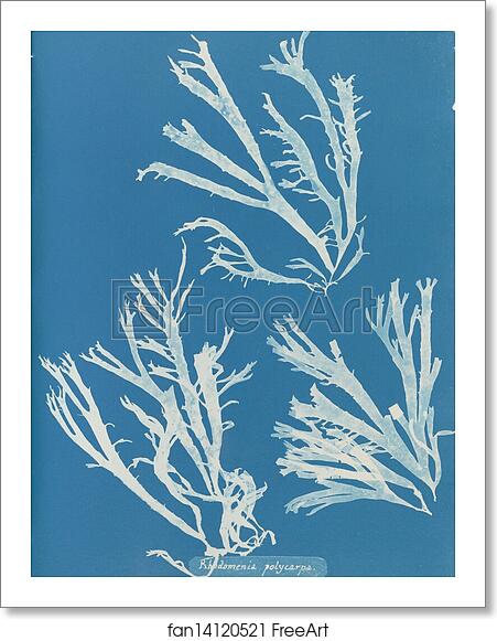Free art print of Rhodomenia polycarpa by Anna Atkins