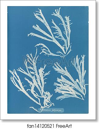 Free art print of Rhodomenia polycarpa by Anna Atkins Free art print of Rhodomenia polycarpa by Anna Atkins