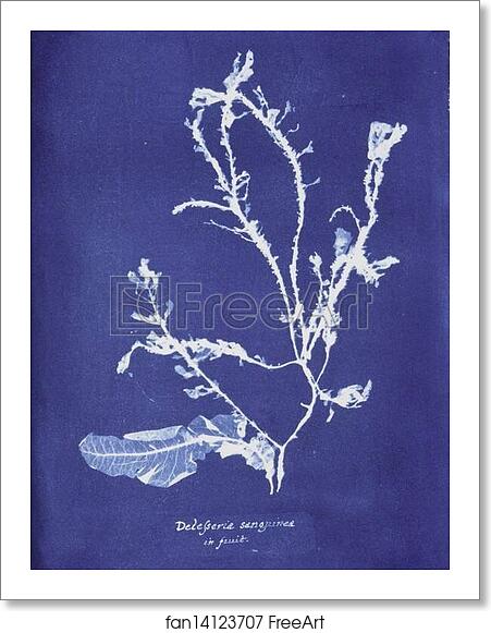 Free art print of Delesseria sanguinea in fruit by Anna Atkins