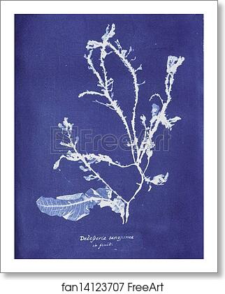 Free art print of Delesseria sanguinea in fruit by Anna Atkins Free art print of Delesseria sanguinea in fruit by Anna Atkins