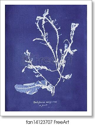 Free art print of Delesseria sanguinea in fruit by Anna Atkins Free art print of Delesseria sanguinea in fruit by Anna Atkins