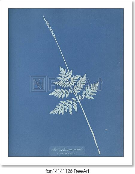 Free art print of Botrychium gracile, America by Anna Atkins