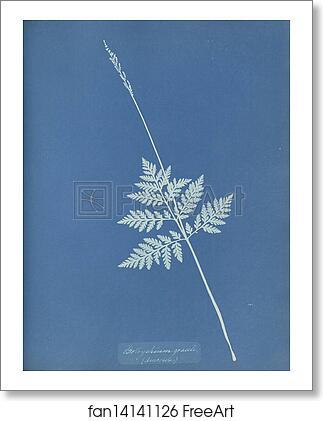 Free art print of Botrychium gracile, America by Anna Atkins Free art print of Botrychium gracile, America by Anna Atkins