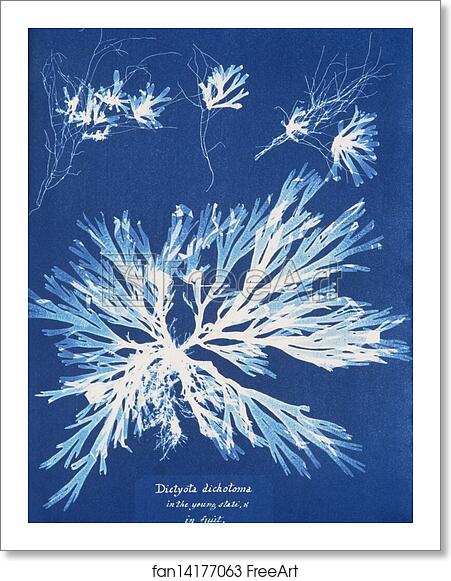 Free art print of Dictyota dichotoma, in the young state; and in fruit by Anna Atkins Free art print of Dictyota dichotoma, in the young state; and in fruit by Anna Atkins