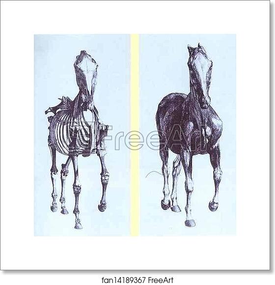 Free art print of Engravings from The Anatomy of the Horse by George Stubbs