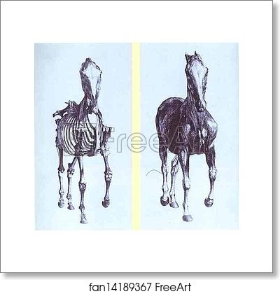 Free art print of Engravings from The Anatomy of the Horse by George Stubbs