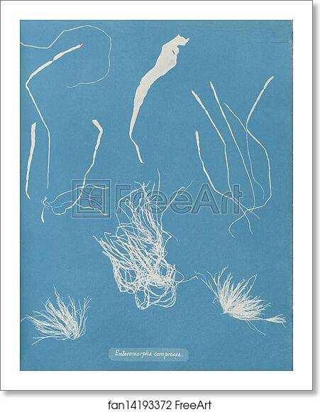 Free art print of Enteromorpha compressa by Anna Atkins Free art print of Enteromorpha compressa by Anna Atkins