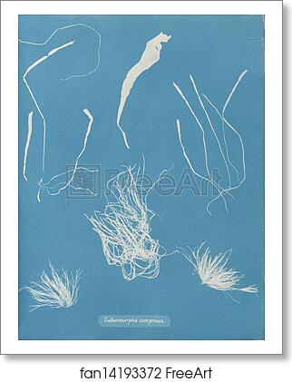 Free art print of Enteromorpha compressa by Anna Atkins Free art print of Enteromorpha compressa by Anna Atkins