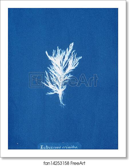 Free art print of Ectocarpus crinitus by Anna Atkins