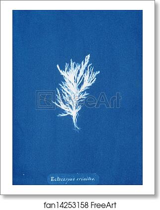 Free art print of Ectocarpus crinitus by Anna Atkins Free art print of Ectocarpus crinitus by Anna Atkins