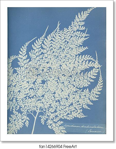 Free art print of Aspidium denticulatum, Jamaica by Anna Atkins Free art print of Aspidium denticulatum, Jamaica by Anna Atkins
