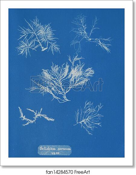 Free art print of Gelidium corneum vars by Anna Atkins Free art print of Gelidium corneum vars by Anna Atkins
