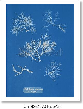 Free art print of Gelidium corneum vars by Anna Atkins Free art print of Gelidium corneum vars by Anna Atkins