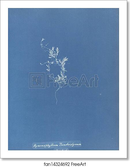Free art print of Hymenophyllum Tunbridgense, British by Anna Atkins