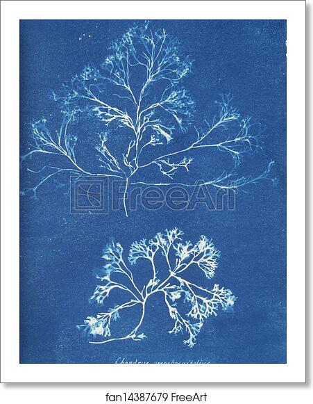 Free art print of Chondrus membranifolius by Anna Atkins