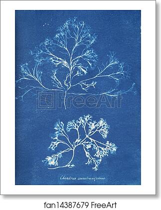 Free art print of Chondrus membranifolius by Anna Atkins Free art print of Chondrus membranifolius by Anna Atkins
