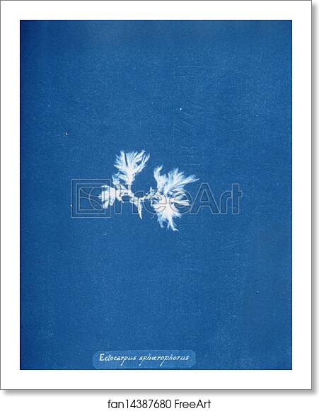 Free art print of Ectocarpus sphærophorus. by Anna Atkins Free art print of Ectocarpus sphærophorus. by Anna Atkins