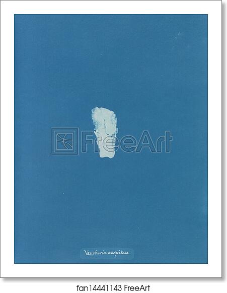 Free art print of Vaucheria caespitosa by Anna Atkins