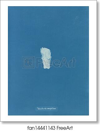 Free art print of Vaucheria caespitosa by Anna Atkins Free art print of Vaucheria caespitosa by Anna Atkins