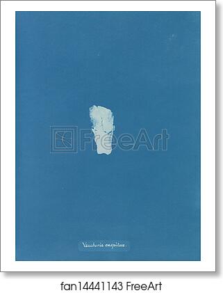 Free art print of Vaucheria caespitosa by Anna Atkins Free art print of Vaucheria caespitosa by Anna Atkins