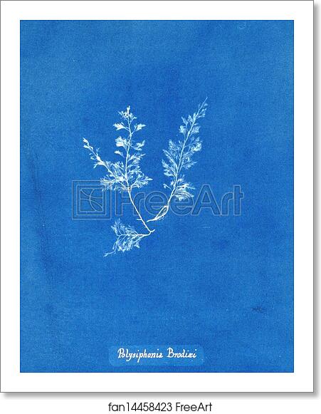 Free art print of Polysiphonia Brodiaei [Part X] by Anna Atkins