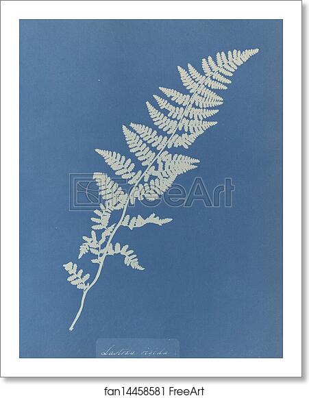Free art print of Lastrea rigida by Anna Atkins
