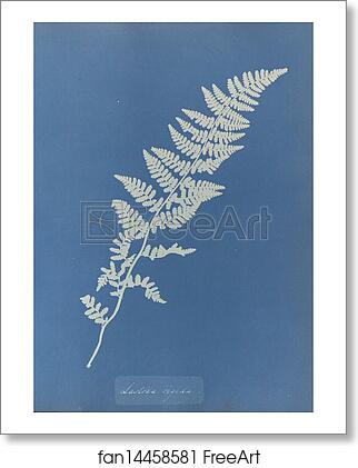Free art print of Lastrea rigida by Anna Atkins Free art print of Lastrea rigida by Anna Atkins