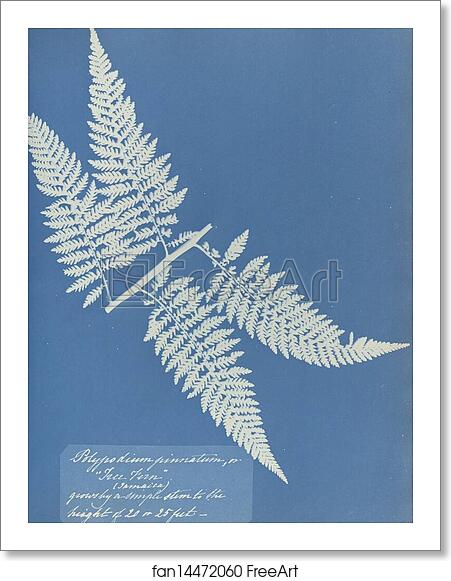 Free art print of Polypodium pinnatum, Jamaica by Anna Atkins