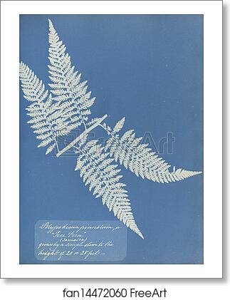 Free art print of Polypodium pinnatum, Jamaica by Anna Atkins Free art print of Polypodium pinnatum, Jamaica by Anna Atkins