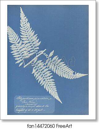 Free art print of Polypodium pinnatum, Jamaica by Anna Atkins Free art print of Polypodium pinnatum, Jamaica by Anna Atkins