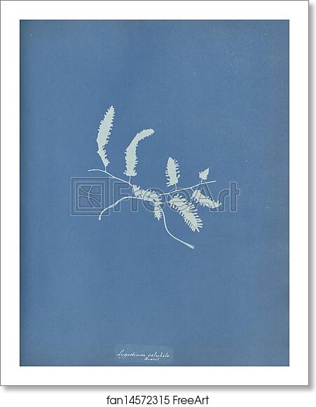 Free art print of Lygodium volubile, Brazil by Anna Atkins Free art print of Lygodium volubile, Brazil by Anna Atkins