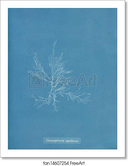 Free art print of Gloiosiphonia capillaris by Anna Atkins