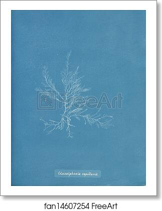 Free art print of Gloiosiphonia capillaris by Anna Atkins Free art print of Gloiosiphonia capillaris by Anna Atkins