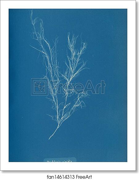 Free art print of Dichloria viridis by Anna Atkins